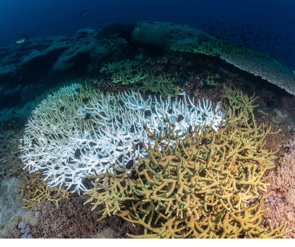 Branqueamento de coral em expansão visível.