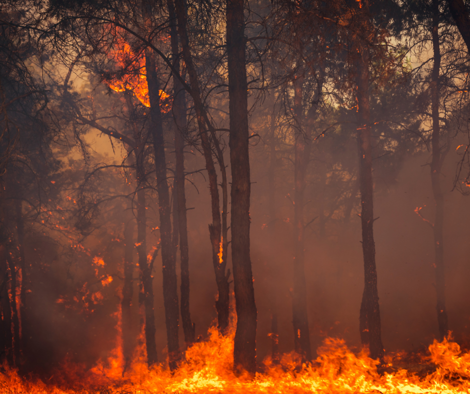 Resultados das mudanças climáticas - Incêndio florestal em uma área densamente arborizada.