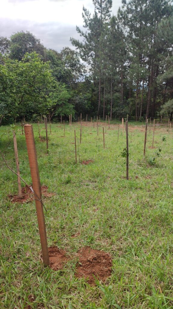 Plantio de árvores nativas como cumprimento de reposição florestal obrigatória.