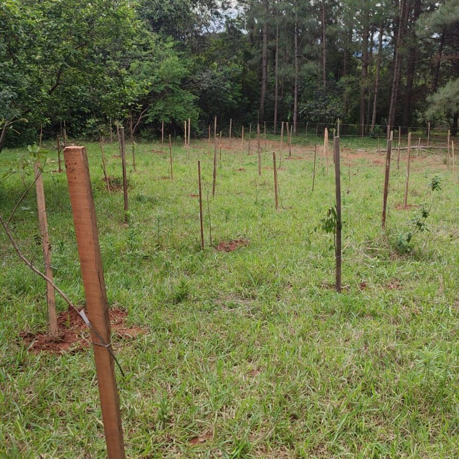 Plantio de árvores nativas como cumprimento de reposição florestal obrigatória.